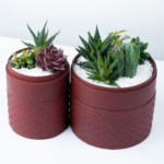 Aerial view of Succulent mix in two red handmade pots. Biodegradable and recycled pot. Long-lasting and sustainable plant gift.