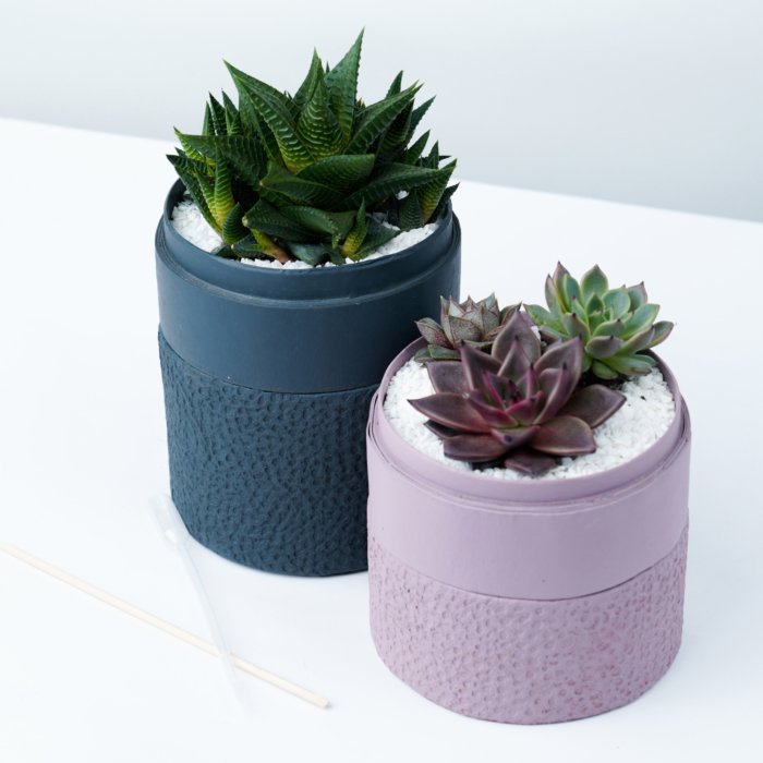 Him and Her succulent combo in charcoal blue and pink pots, cacti mix for anniversary gift. Biodegradable and recycled pot. Long-lasting and gorgeous sustainable plant gift.