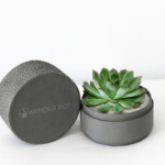 Mini Echeveria in a grey handmade pot, cute and strong succulent with lid. Biodegradable and recycled pot. Long-lasting and memorable sustainable plant gift.