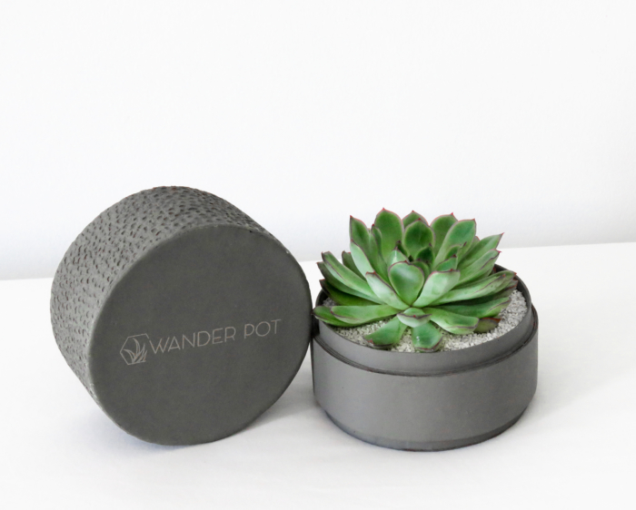Mini Echeveria in a grey handmade pot, cute and strong succulent with lid. Biodegradable and recycled pot. Long-lasting and memorable sustainable plant gift.
