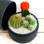 Mini Cacti mix in a charcoal blue handmade pot, mini succulent with a free gift card/personalised message. Biodegradable and recycled pot. Long-lasting and sustainable plant gift.