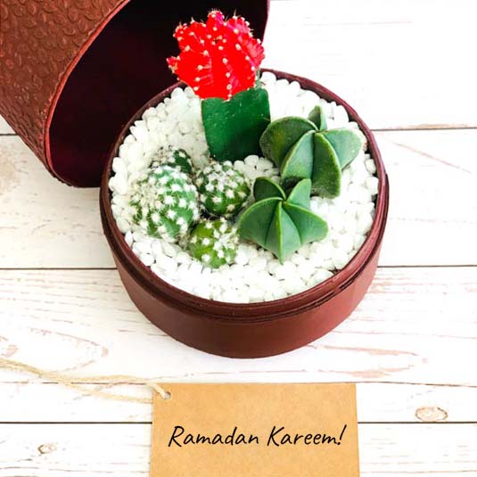 burgundy box ramadan message cacti