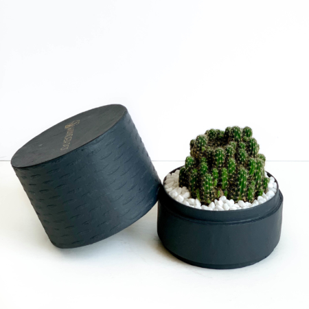 Landscape view of mini fairy castle cactus in a charcoal blue handmade pot, Acanthocereus, cereus with lid. Biodegradable and recycled pot. Long-lasting and memorable sustainable plant gift.