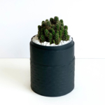 Portrait view of mini fairy castle cactus in a charcoal blue handmade pot, Acanthocereus, cereus with lid. Biodegradable and recycled pot. Long-lasting and memorable sustainable plant gift.