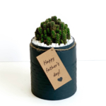 Portrait view of mini fairy castle cactus in a charcoal blue handmade pot, Acanthocereus, cereus with personalised gift card. Biodegradable and recycled pot. Long-lasting and memorable sustainable plant gift.