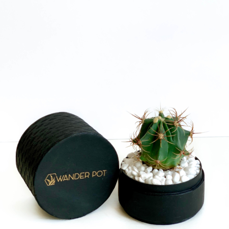 Landscape view of Mini Barrel Cactus in a black handmade pot, Thelocactus setispinus with lid. Biodegradable and recycled pot. Long-lasting and memorable sustainable plant gift.