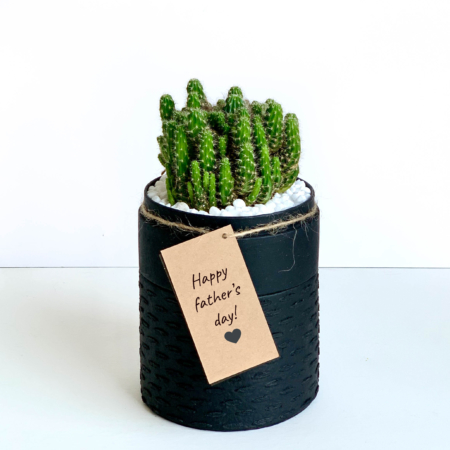 Portrait view of mini fairy castle cactus in a black handmade pot, Acanthocereus, cereus with personalised gift card. Biodegradable and recycled pot. Long-lasting and memorable sustainable plant gift.