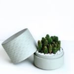 Landscape view of Mini fairy castle cactus in a mint green handmade pot, Acanthocereus, cereus with lid. Biodegradable and recycled pot. Long-lasting and memorable sustainable plant gift.