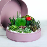 Lush Succulent mix in a dust pink handmade pot, cacti mix with lid. Biodegradable and Recycled Pot. Long-lasting and sustainable plant gift.