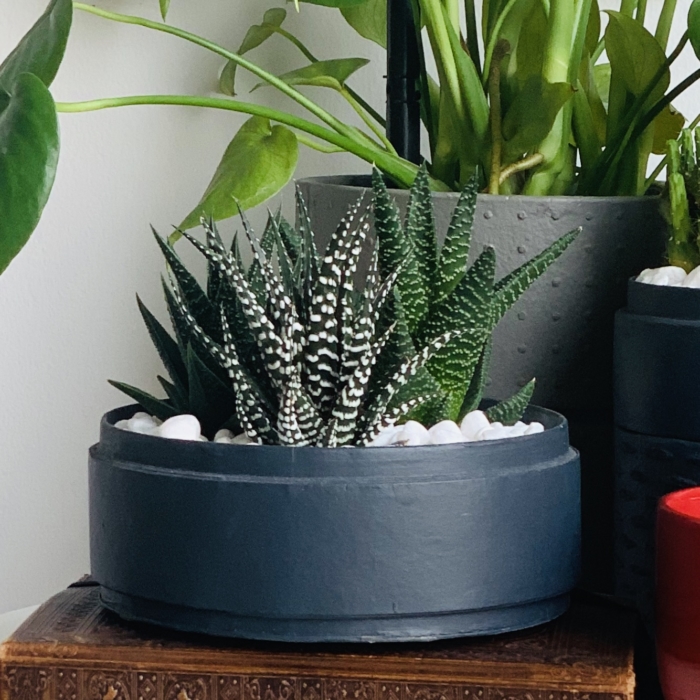 Midi Succulent mix in a charcoal blue handmade pot, haworthia mix. Biodegradable and recycled pot. Long-lasting and sustainable plant gift.