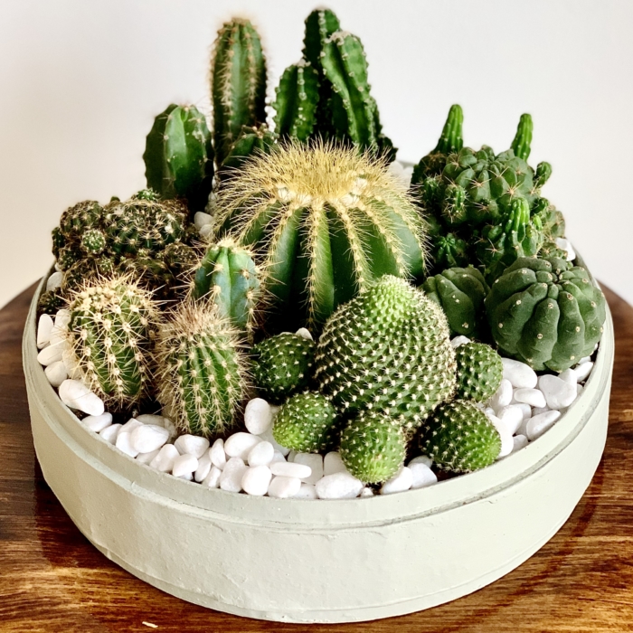 Lush Cacti in a Mint Green handmade pot, Succulent Mix. Biodegradable and Recycled Pot. Long-lasting and sustainable plant gift.