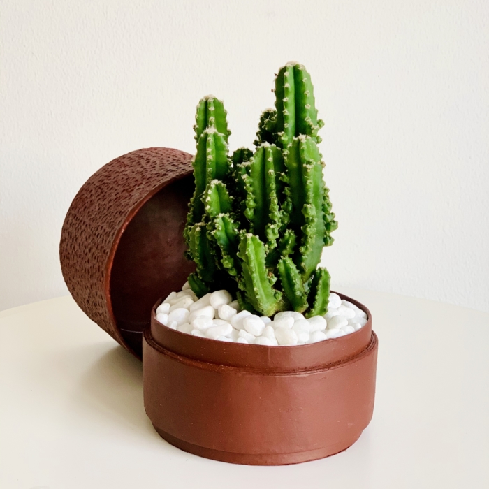 Mini fairy castle cactus in a red handmade pot, Acanthocereus, cereus with lid. Biodegradable and recycled pot. Long-lasting and memorable sustainable plant gift.
