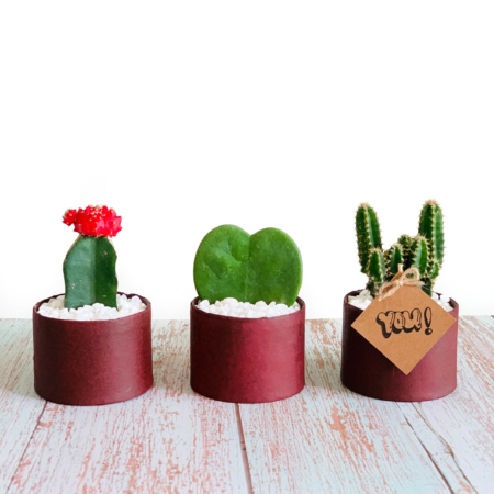small succulents in red planters