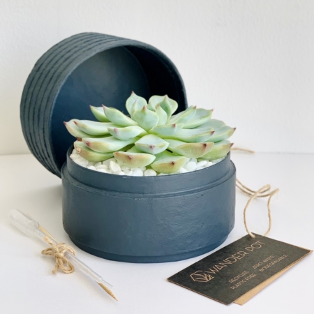 Mini Echeveria in a charcoal blue handmade pot, cute succulent with personalised gift card. Biodegradable and recycled pot. Long-lasting and memorable sustainable plant gift.
