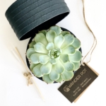 Mini Echeveria in a charcoal blue handmade pot, cute succulent with personalised gift card. Biodegradable and recycled pot. Long-lasting and memorable sustainable plant gift.