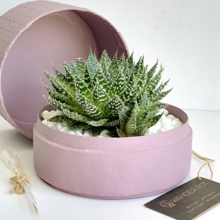 Midi Lace Aloe in a pink handmade pot. Biodegradable and recycled pot. Long-lasting and gorgeous sustainable plant gift.