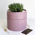 Midi Aloe Aristata in a dust pink handmade pot,aloe succulent. Biodegradable and recycled pot. Long-lasting and gorgeous sustainable plant gift.