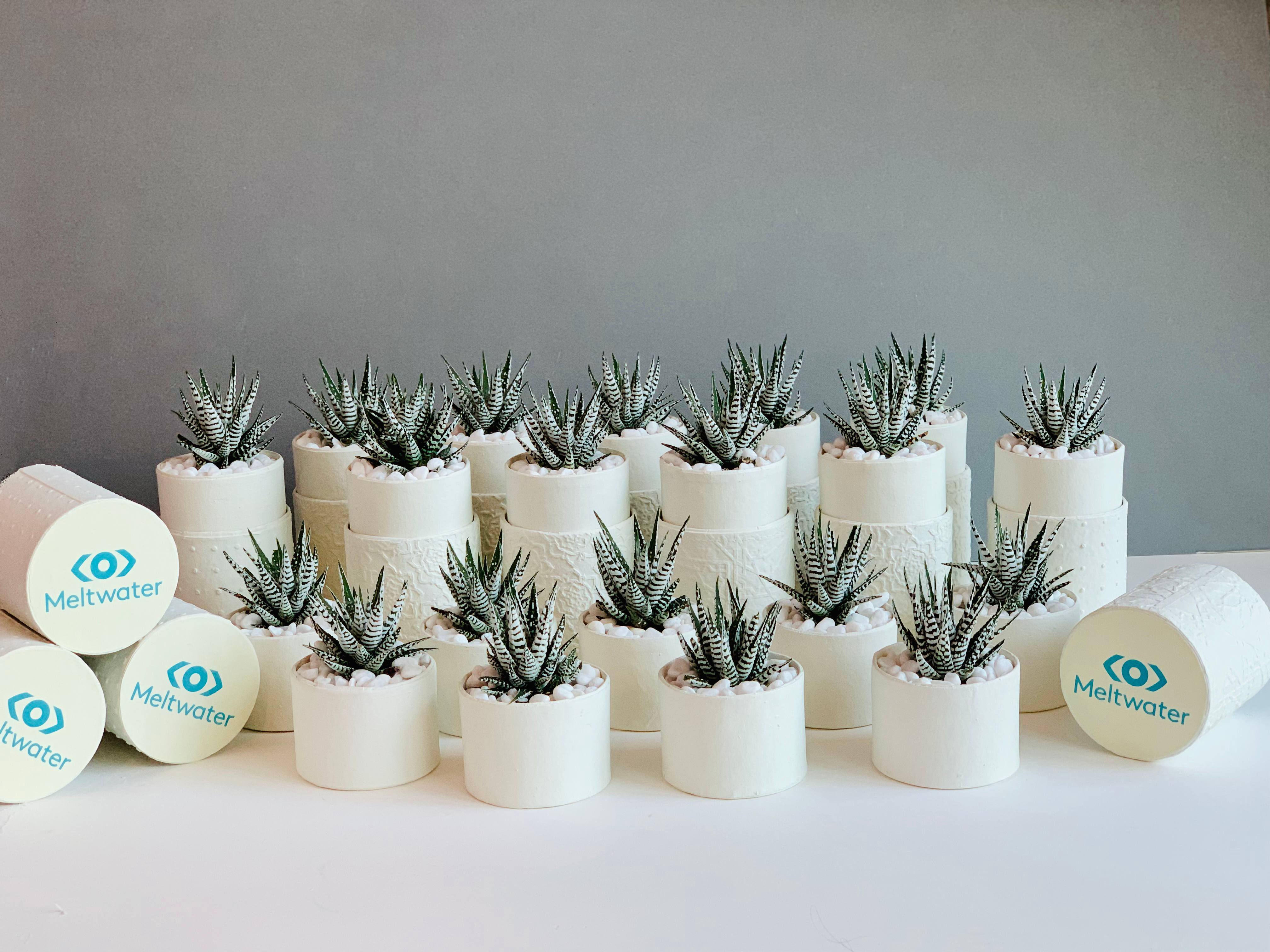 NEW! Birthday TickleMe Plant Gift Box Set! – TickleMe Plant Company, Inc