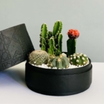 black planter cacti mix