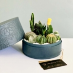Midi Succulent mix in a charcoal handmade pot, midi jungle cacti mix held in young boys hands with personalised gift card. Biodegradable and recycled pot. Long-lasting and sustainable plant gift.