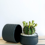 Landscape View of Mini Flowering Chin Cactus in a Charcoal Blue Handmade pot, Gymnocalycium. Biodegradable and recycled pot. Long-lasting and sustainable plant gift.
