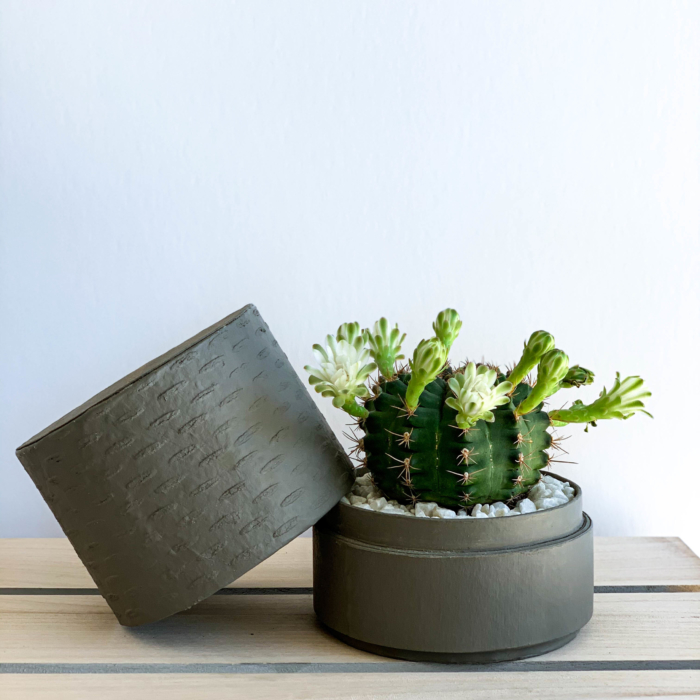 Landscape view of Mini Flowering Chin Cactus in a Grey Handmade pot, Gymnocalycium with lid. Biodegradable and recycled pot. Long-lasting and sustainable plant gift.
