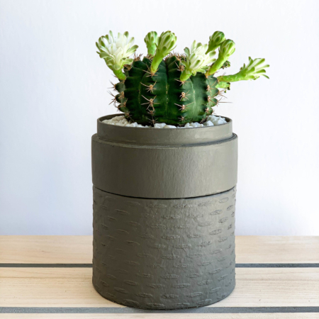 Portrait View of Mini Flowering Chin Cactus in a Grey Handmade pot, Gymnocalycium. Biodegradable and recycled pot. Long-lasting and sustainable plant gift.