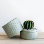 Portrait view of Mini Barrel Cactus in a mint green handmade pot, Thelocactus setispinus with lid. Biodegradable and recycled pot. Long-lasting and memorable sustainable plant gift.