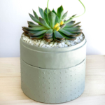 Portrait view of Midi Echeveria in a mint green handmade pot, cute succulent with lid. Biodegradable and recycled pot. Long-lasting and memorable sustainable plant gift.