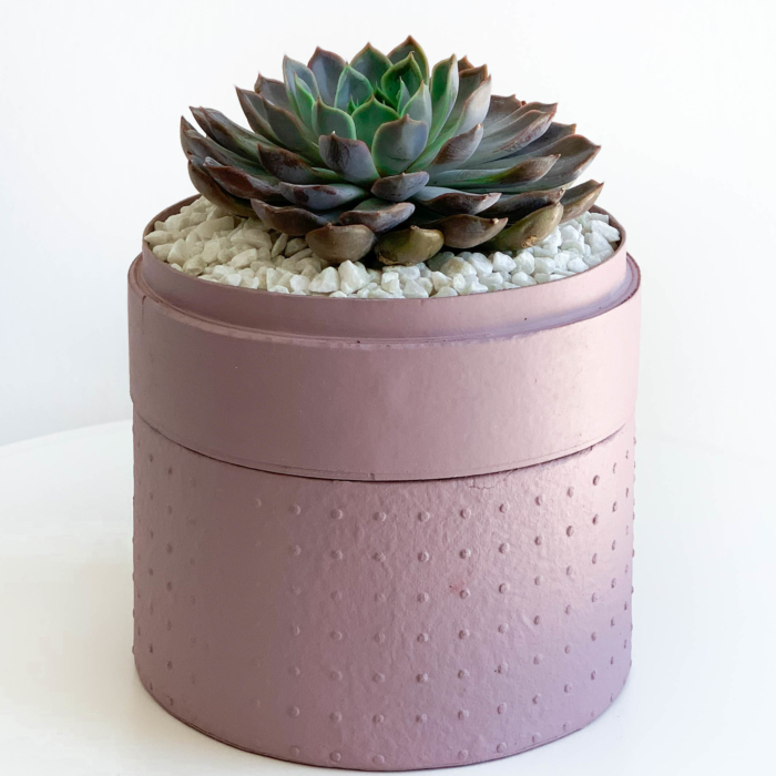 Portrait view of Midi Echeveria in a dust pink handmade pot, cute succulent with lid. Biodegradable and recycled pot. Long-lasting and sustainable plant gift.