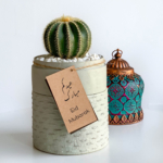Mini Barrel Cactus in a mint green handmade pot, Thelocactus setispinus with free gift card/personalised message and colourful centrepiece. Biodegradable and recycled pot. Long-lasting and memorable sustainable plant gift.