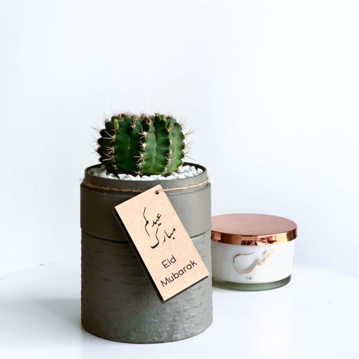 Mini Flowering Chin Cactus in a Grey Handmade pot, Gymnocalycium with personalised gift card and candle in background. Biodegradable and recycled pot. Long-lasting and sustainable plant gift.