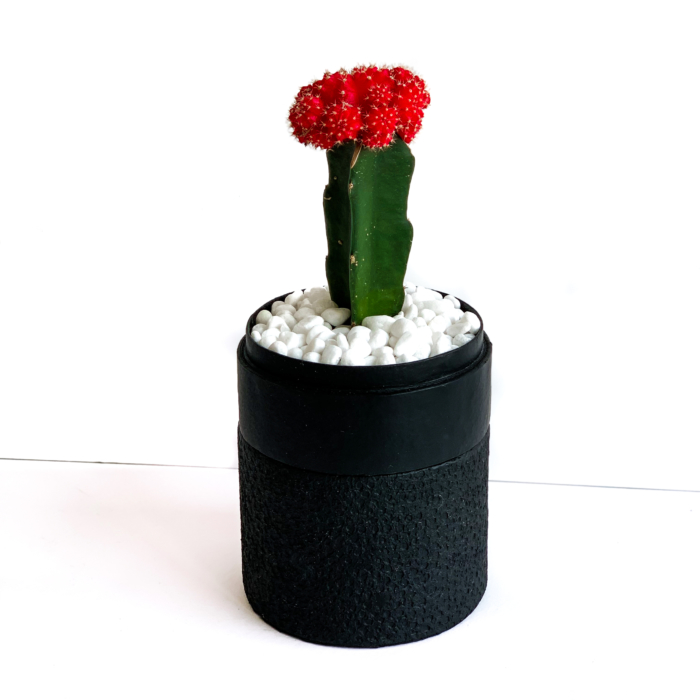 Portrait view of Red Ruby Cacti in a Black handmade pot, Gymnocalycium mihanovichii with lid. Biodegradable and recycled pot. Long-lasting and sustainable plant gift.