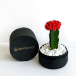 Landscape view of Red Ruby Cacti in a Black handmade pot, Gymnocalycium mihanovichii with lid. Biodegradable and recycled pot. Long-lasting and sustainable plant gift.