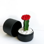 Landscape view of Red Ruby Cacti in a Black handmade pot, Gymnocalycium mihanovichii with lid. Biodegradable and recycled pot. Long-lasting and sustainable plant gift.