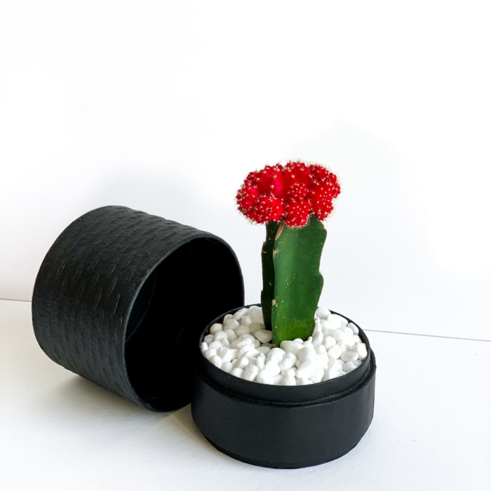 Red Ruby Cacti in a Black handmade pot, Gymnocalycium mihanovichii with lid. Biodegradable and recycled pot. Long-lasting and sustainable plant gift.