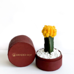 Landscape view of Yellow Ruby Cacti in a red handmade pot, Gymnocalycium mihanovichii with lid. Biodegradable and recycled pot. Long-lasting and sustainable plant gift.