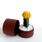 Landscape view of Yellow Ruby Cacti in a red handmade pot, Gymnocalycium mihanovichii with lid. Biodegradable and recycled pot. Long-lasting and sustainable plant gift.