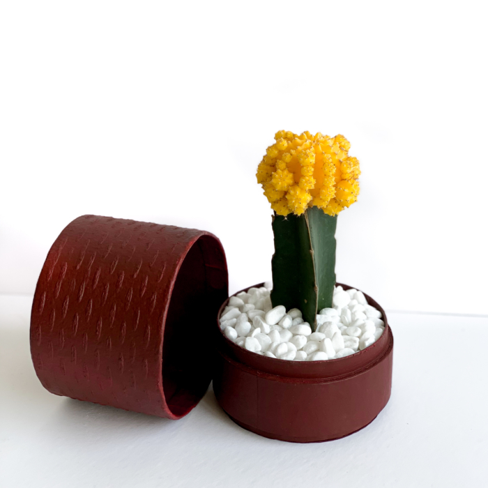 Yellow Ruby Cacti in a red handmade pot, Gymnocalycium mihanovichii with lid. Biodegradable and recycled pot. Long-lasting and sustainable plant gift.