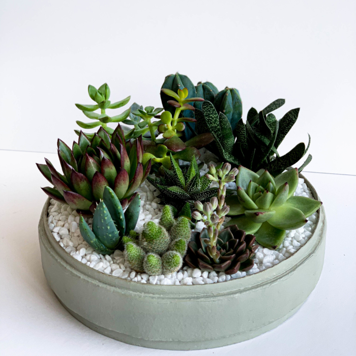 Lush Succulent mix in a mint green handmade pot, cacti mix. Biodegradable and Recycled Pot. Long-lasting and sustainable plant gift.