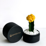 Portrait view of Yellow Ruby Cacti in a Black handmade pot, Gymnocalycium mihanovichii with lid. Biodegradable and recycled pot. Long-lasting and sustainable plant gift.