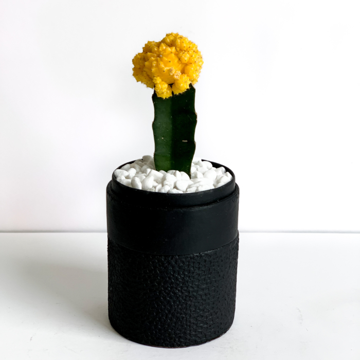 Portrait view of Yellow Ruby Cacti in a Black handmade pot, Gymnocalycium mihanovichii with lid. Biodegradable and recycled pot. Long-lasting and sustainable plant gift.