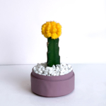Portrait view of Yellow Ruby Cacti in a dust pink handmade pot, Gymnocalycium mihanovichii Biodegradable and recycled pot. Long-lasting and sustainable plant gift.