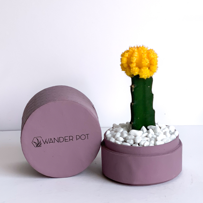 Landscape view of Yellow Ruby Cacti in a dust pink handmade pot, Gymnocalycium mihanovichii with lid. Biodegradable and recycled pot. Long-lasting and sustainable plant gift.