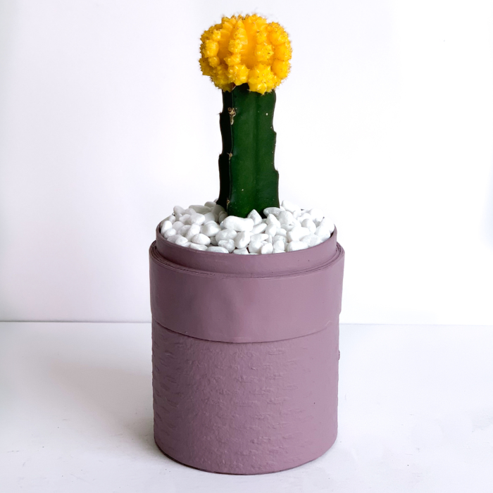 Yellow Ruby Cacti in a dust pink handmade pot, Gymnocalycium mihanovichii with lid. Biodegradable and recycled pot. Long-lasting and sustainable plant gift.