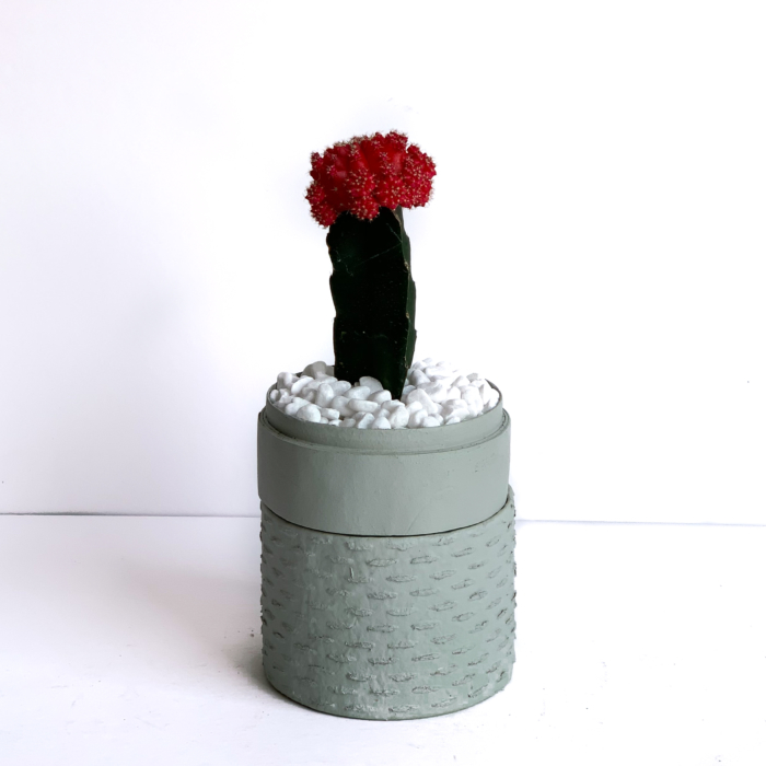 Portrait View of Red Ruby Cacti in a Mint Green handmade pot, Gymnocalycium mihanovichii with lid. Biodegradable and recycled pot. Long-lasting and sustainable plant gift.
