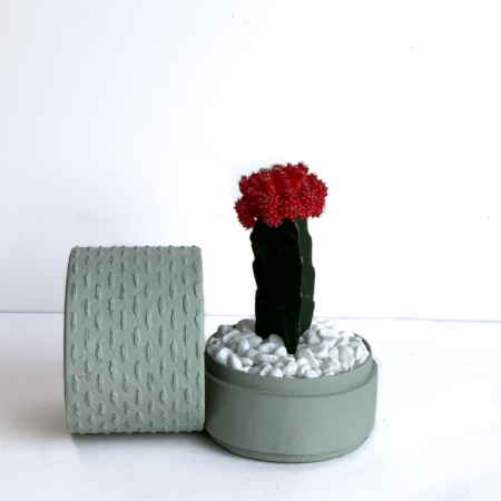 Red Ruby Cacti in a Mint Green handmade pot, Gymnocalycium mihanovichii with lid. Biodegradable and recycled pot. Long-lasting and sustainable plant gift.