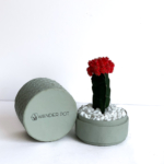 Landscape View of Red Ruby Cacti in a Mint Green handmade pot, Gymnocalycium mihanovichii with lid. Biodegradable and recycled pot. Long-lasting and sustainable plant gift.
