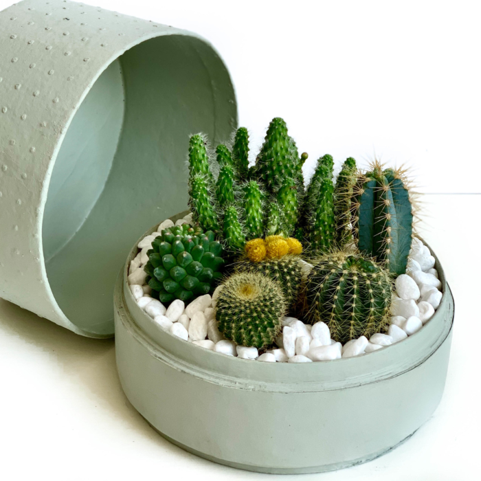 mint green box with cacti