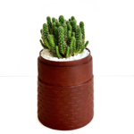 Portrait view of mini fairy castle cactus in a red handmade pot, Acanthocereus, cereus with lid. Biodegradable and recycled pot. Long-lasting and memorable sustainable plant gift.